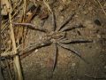 Allocosa oculata